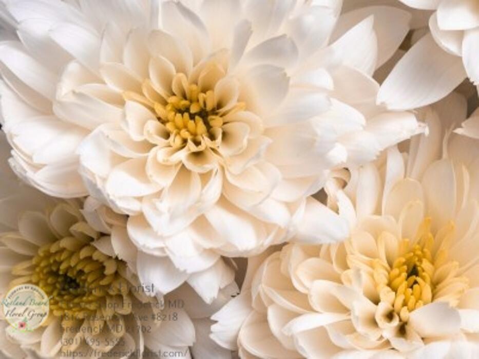 Images The Flower Bucket