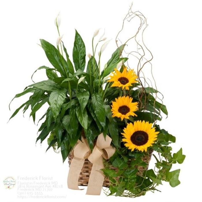 Images The Flower Bucket