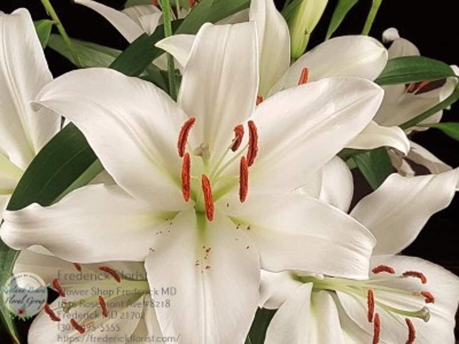 Images The Flower Bucket
