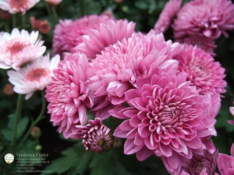 Images The Flower Bucket
