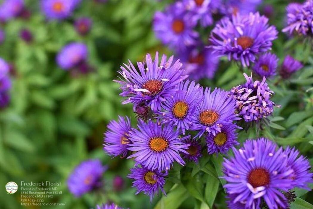 Images The Flower Bucket