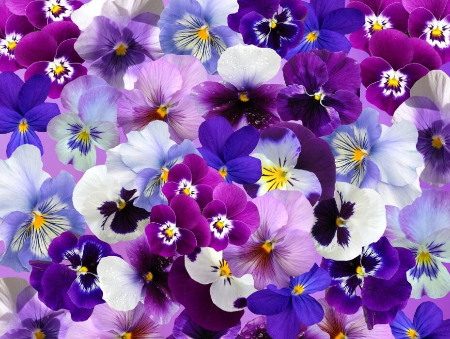Images The Flower Bucket