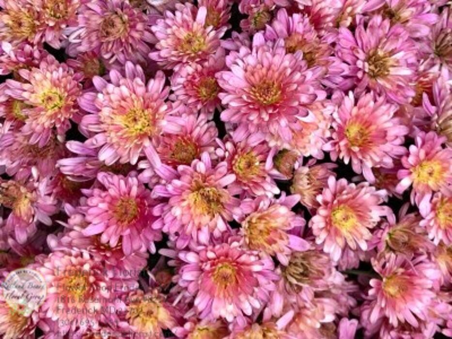 Images The Flower Bucket