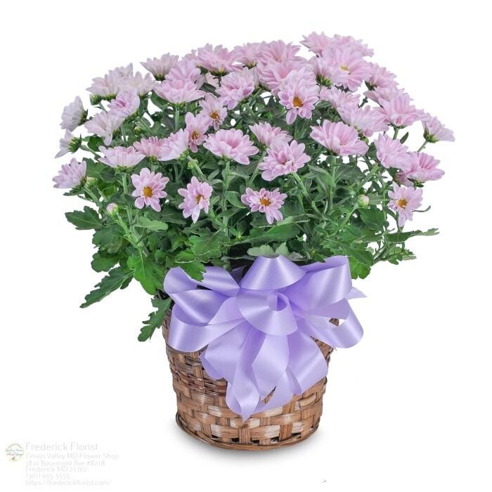 Images The Flower Bucket