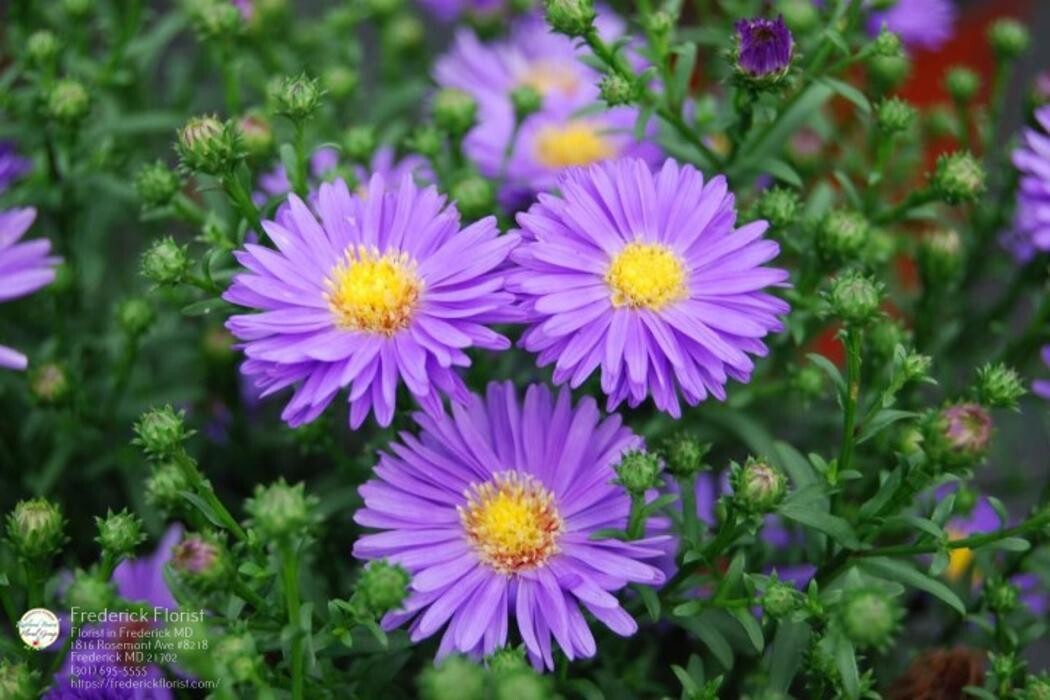Images The Flower Bucket