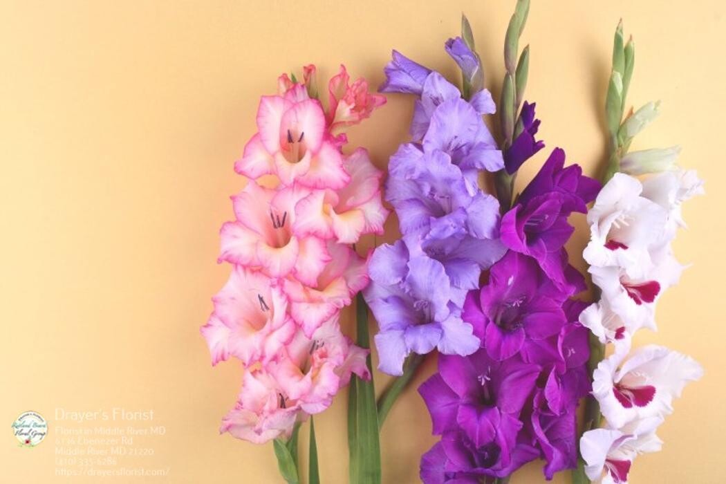Images The Flower Bucket