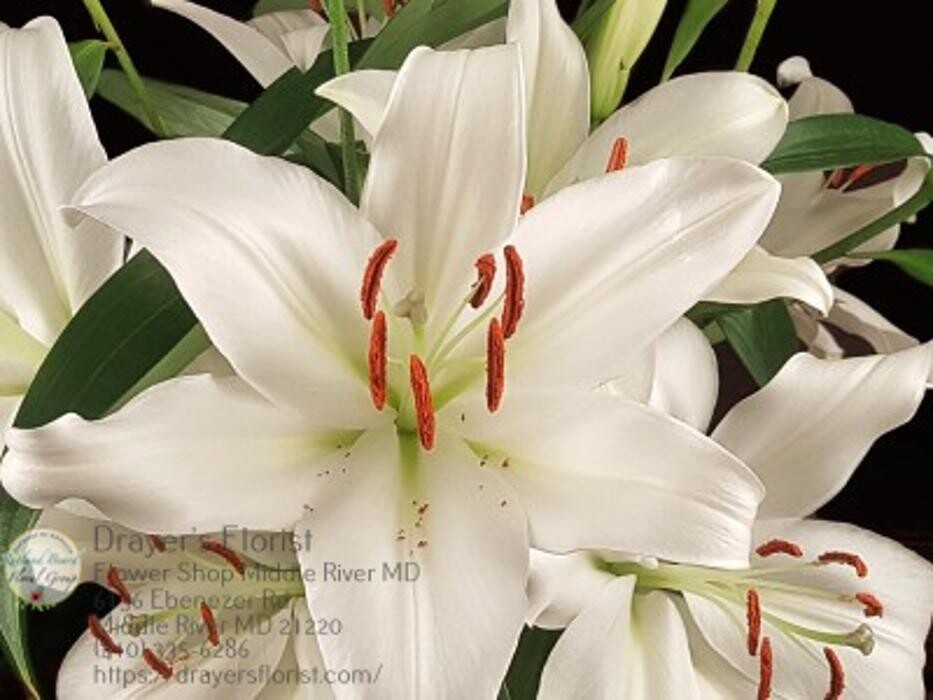 Images The Flower Bucket