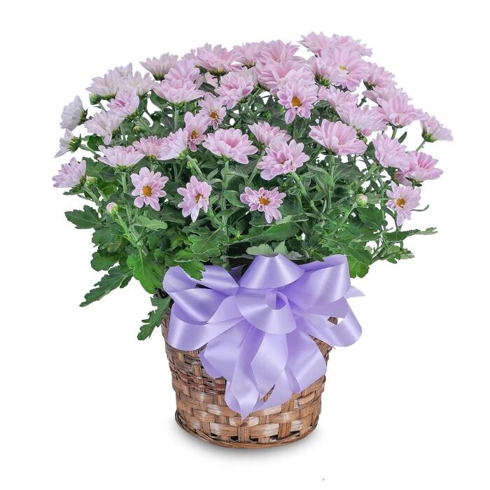 Images The Flower Bucket
