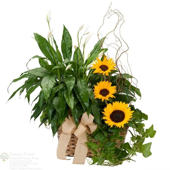 Images The Flower Bucket