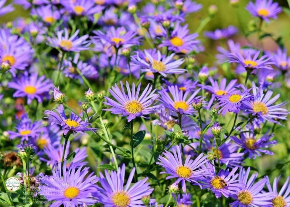 Images The Flower Bucket
