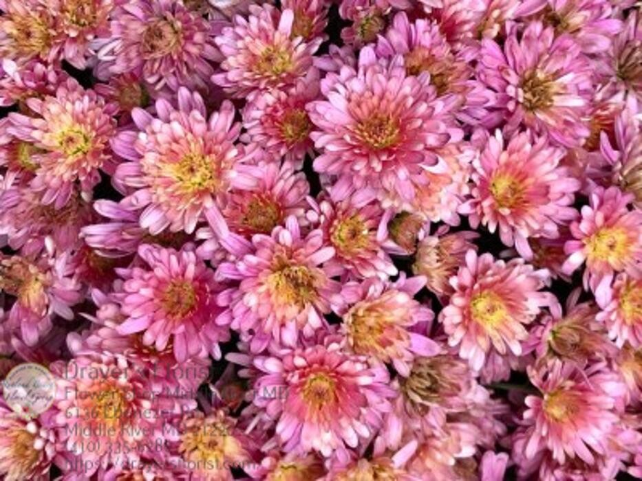 Images The Flower Bucket