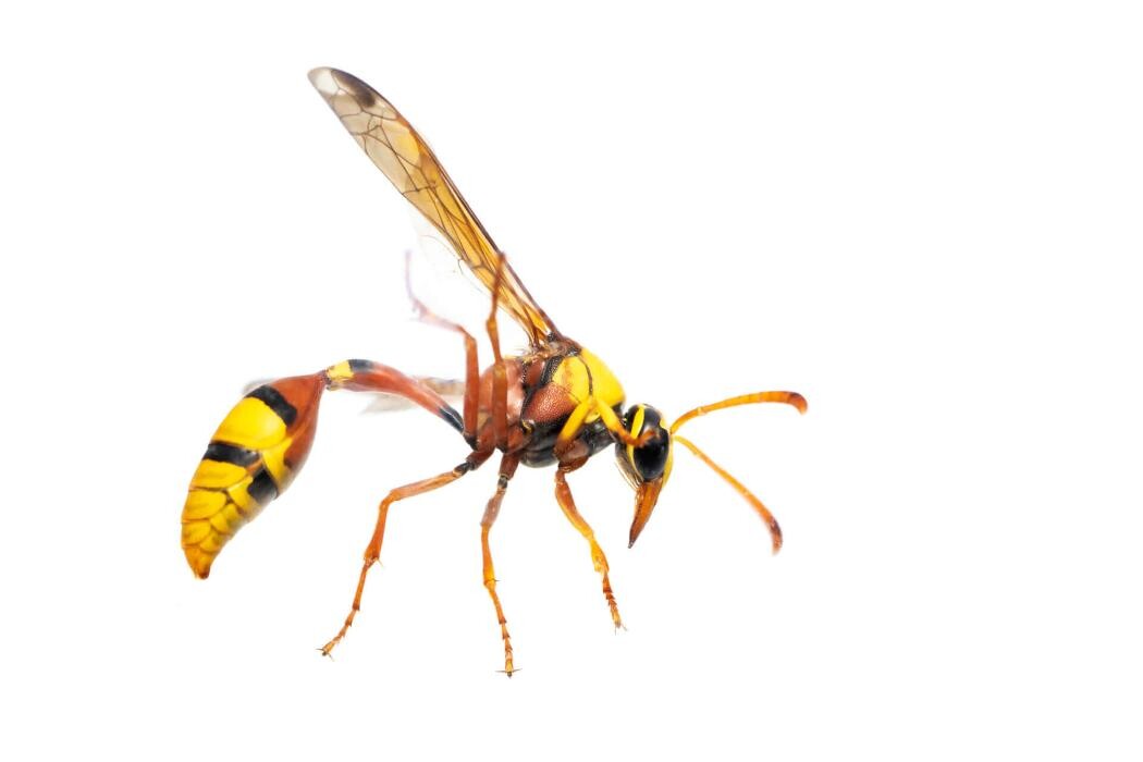 Images OPC Pest Services - Wheeling