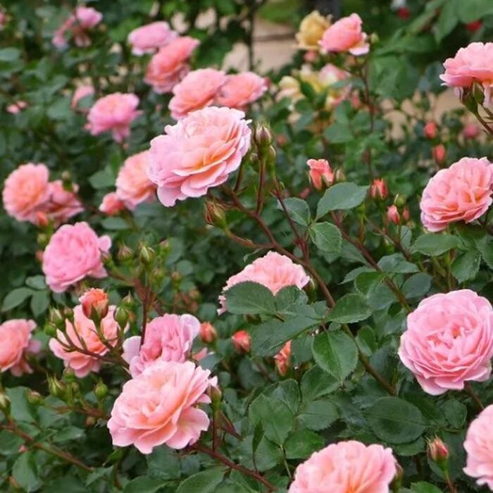 Images A Cut Above Landscaping