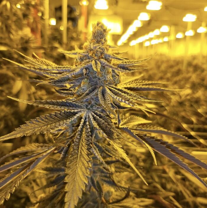 Images DenCo Dispensary