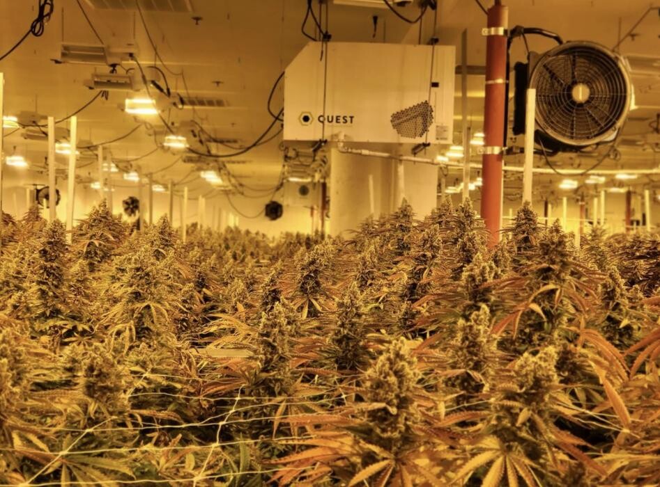 Images DenCo Dispensary