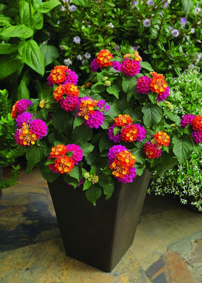 Images A Cut Above Landscaping