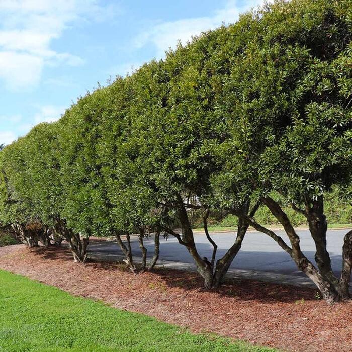 Images A Cut Above Landscaping