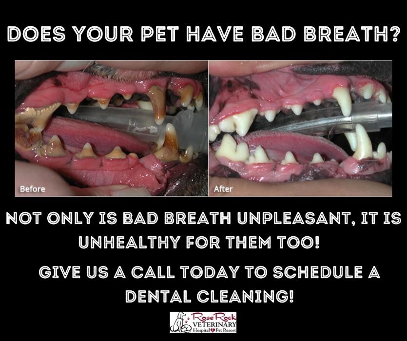 Images Rose Rock Veterinary Hospital & Pet Resort