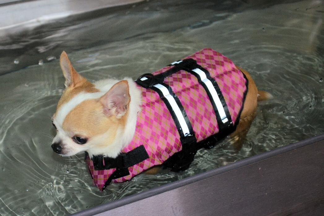 Images Rose Rock Veterinary Hospital & Pet Resort