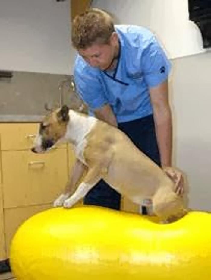 Images Rose Rock Veterinary Hospital & Pet Resort