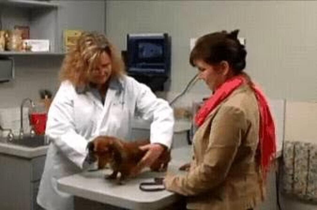 Images Rose Rock Veterinary Hospital & Pet Resort