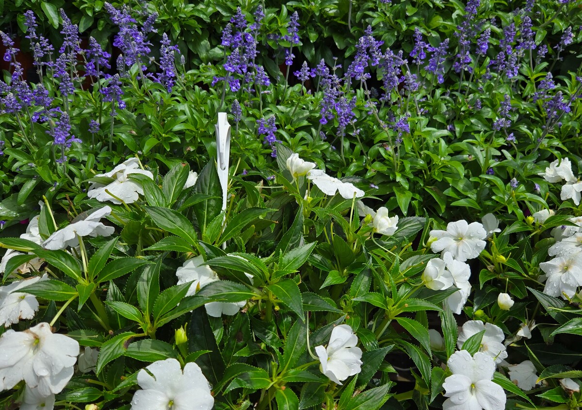 Images Westminster Nursery Gardens