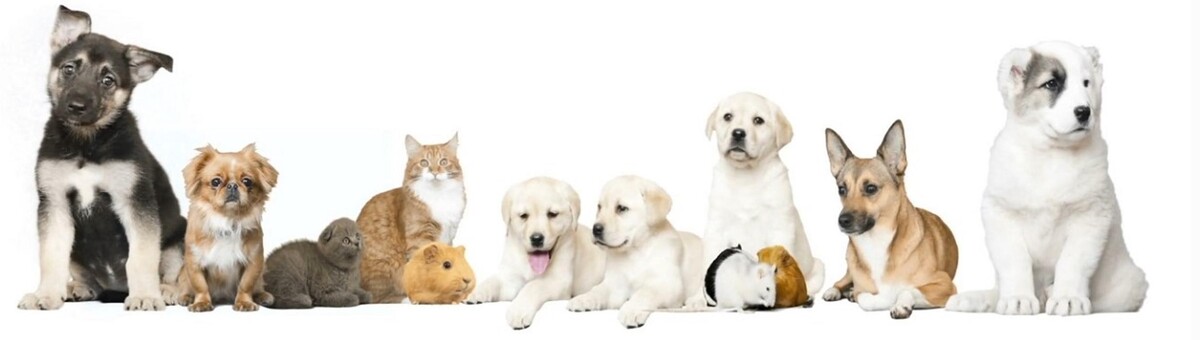 Images Suffield Veterinary Hospital