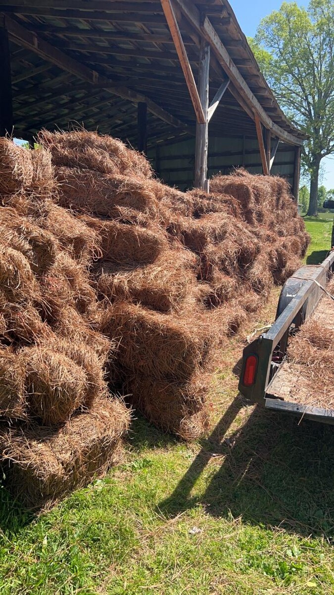 Images The Pine Needle Man Landscaping LLC