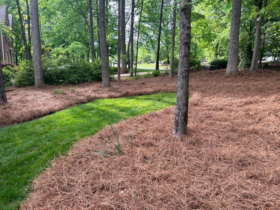 Images The Pine Needle Man Landscaping LLC