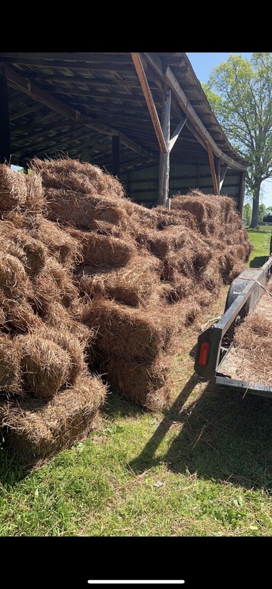 Images The Pine Needle Man Landscaping LLC