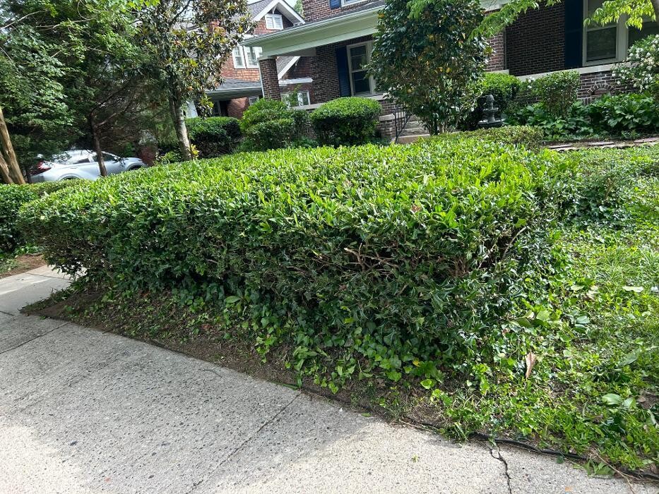 Images The Pine Needle Man Landscaping LLC