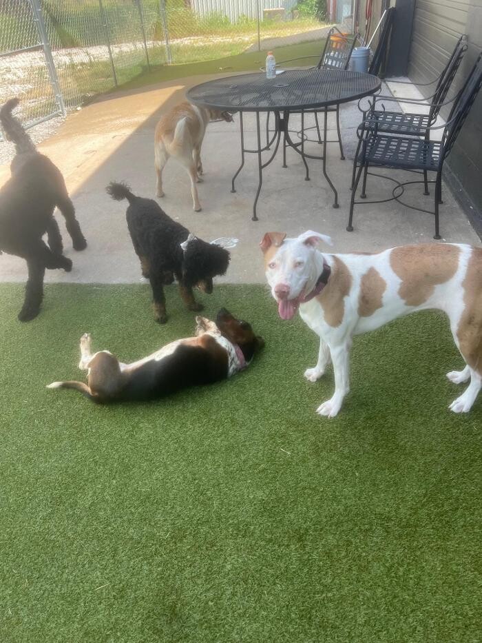 Images Your Dog's Best Days