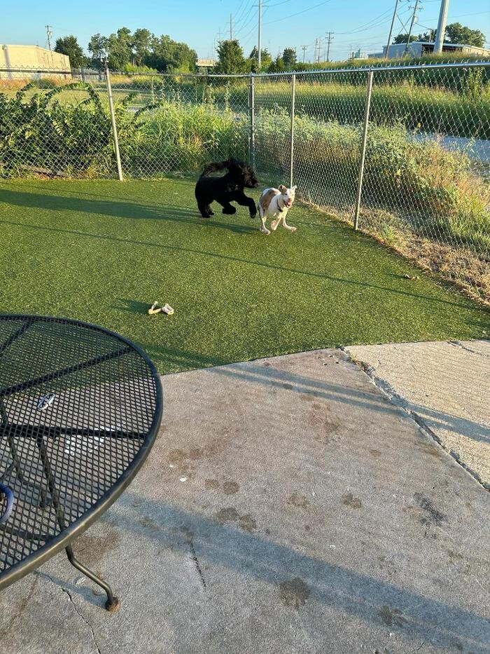 Images Your Dog's Best Days