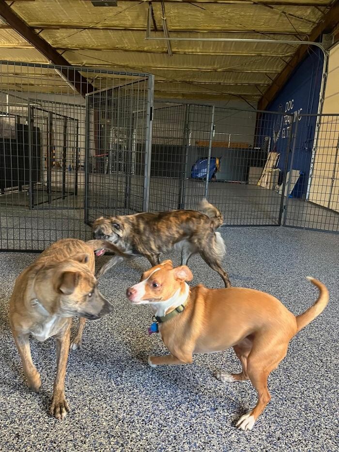 Images Your Dog's Best Days