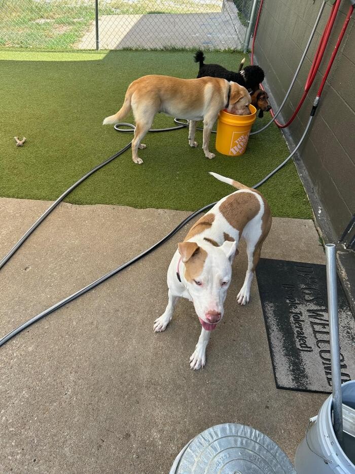 Images Your Dog's Best Days