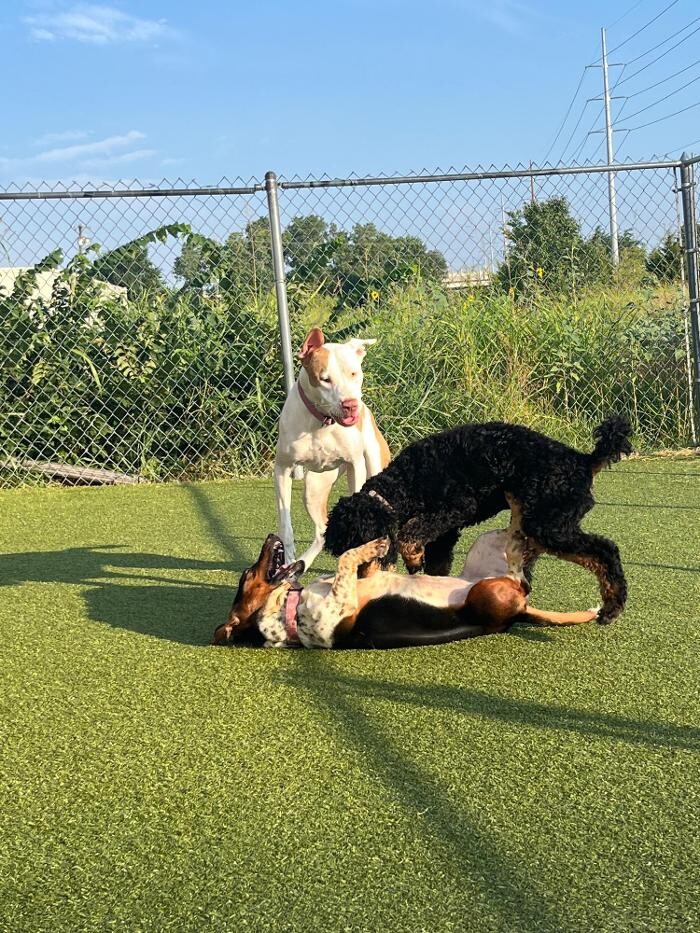 Images Your Dog's Best Days