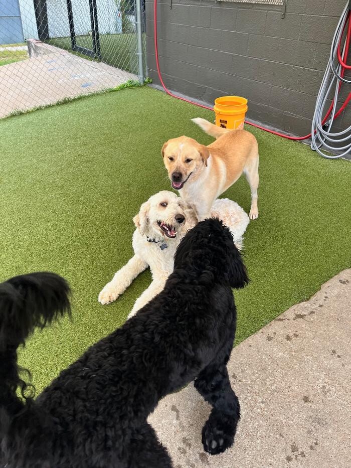 Images Your Dog's Best Days