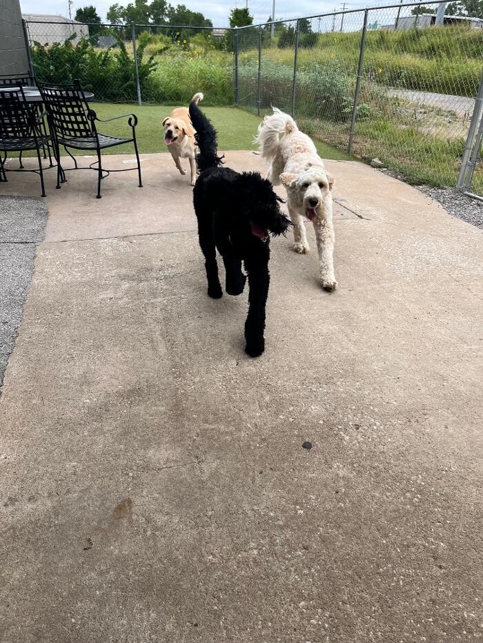 Images Your Dog's Best Days