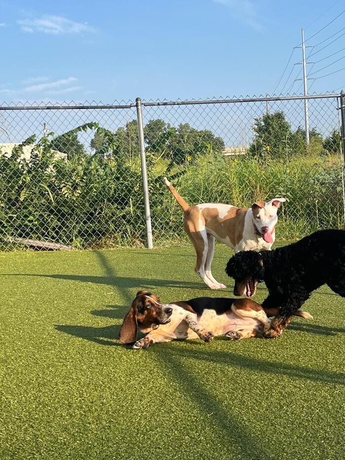 Images Your Dog's Best Days