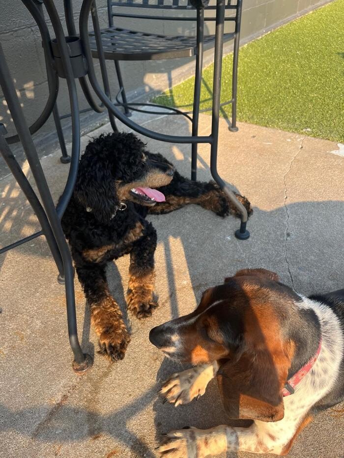 Images Your Dog's Best Days