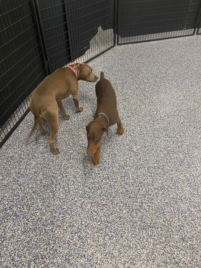 Images Your Dog's Best Days