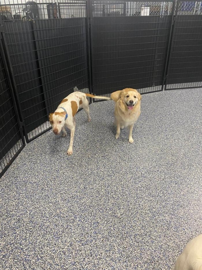 Images Your Dog's Best Days