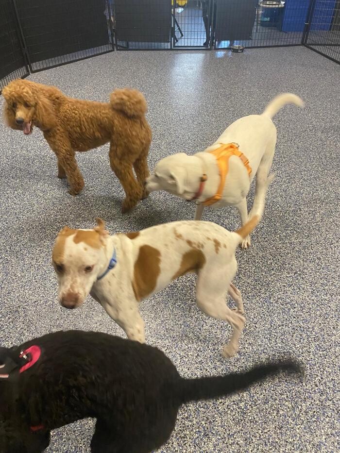 Images Your Dog's Best Days