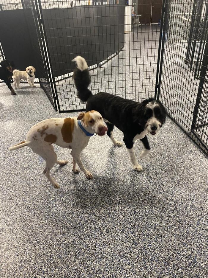 Images Your Dog's Best Days