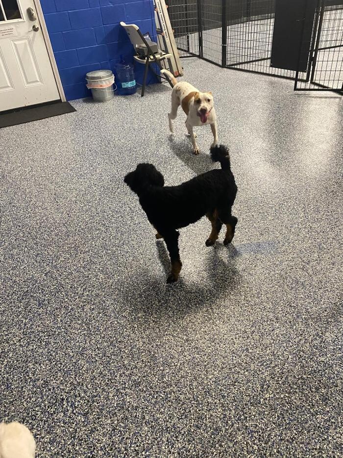 Images Your Dog's Best Days