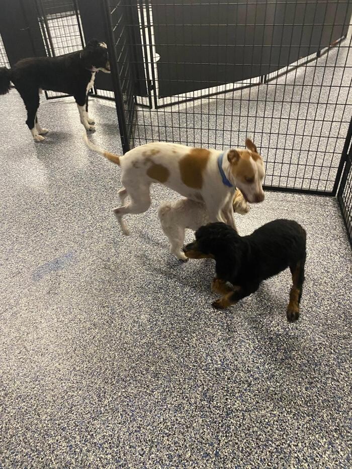 Images Your Dog's Best Days