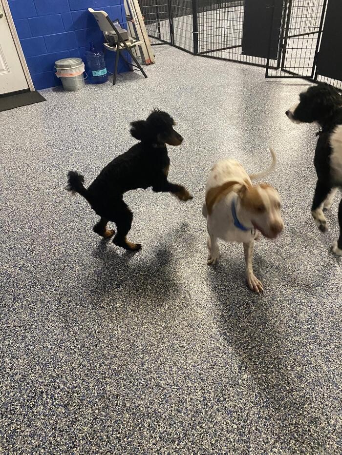 Images Your Dog's Best Days