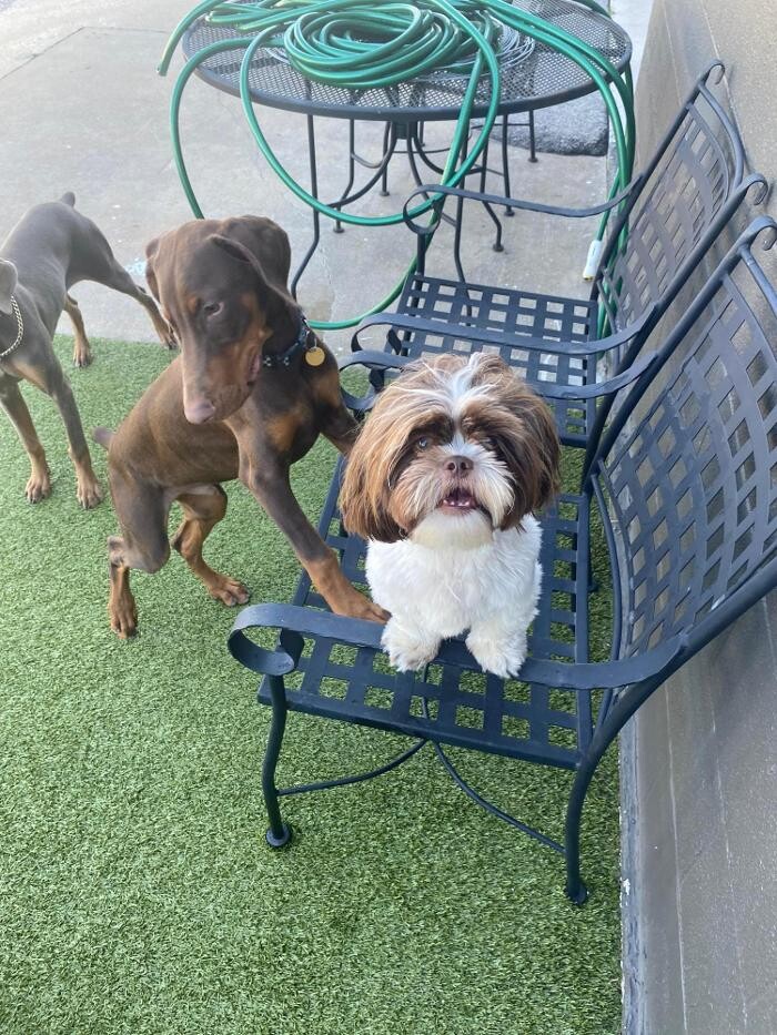 Images Your Dog's Best Days