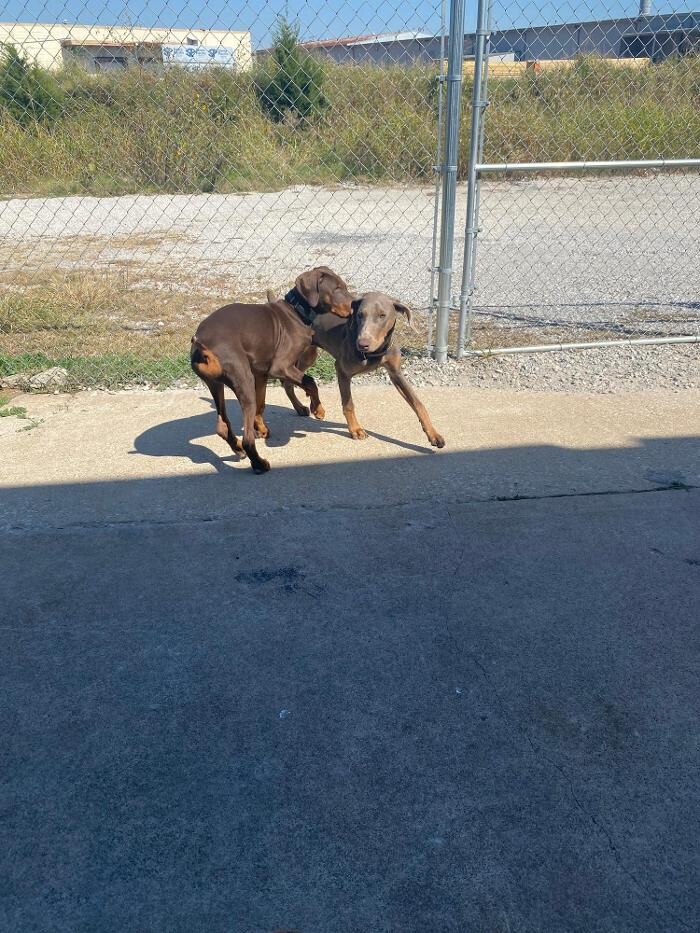 Images Your Dog's Best Days