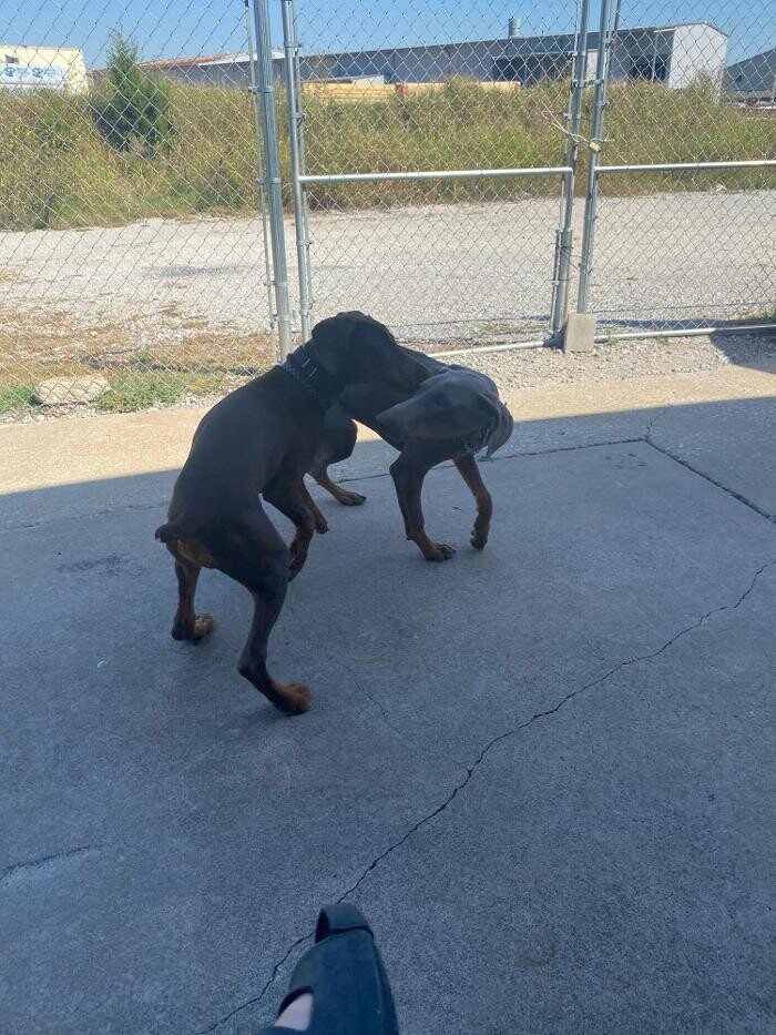 Images Your Dog's Best Days